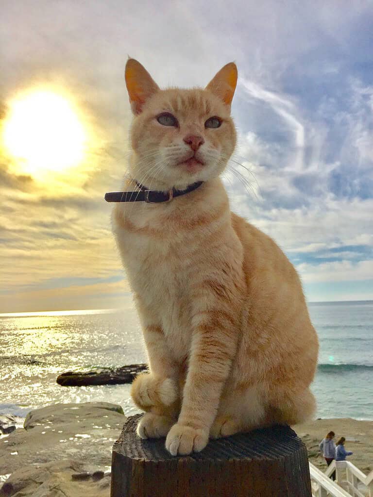 Orange tabby cat sitting on a wooden post by the ocean at sunset.