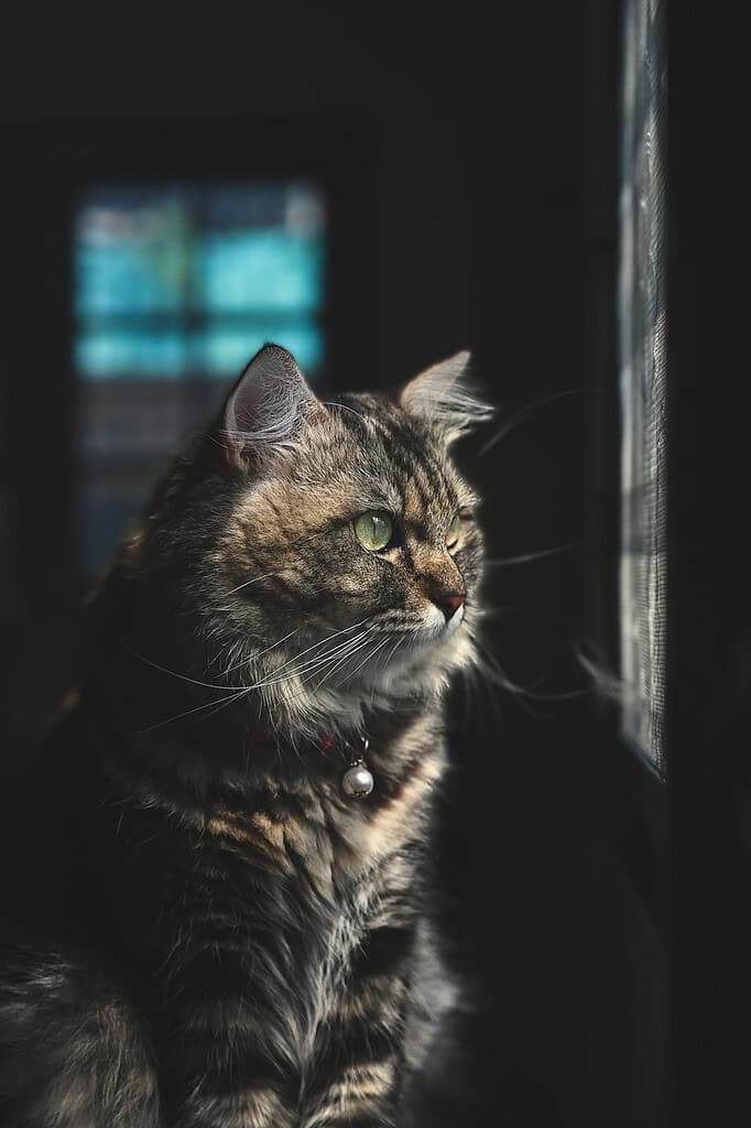 Long-haired brown tabby cat wearing a collar with a bell sitting in a dark room looking out a screened window.