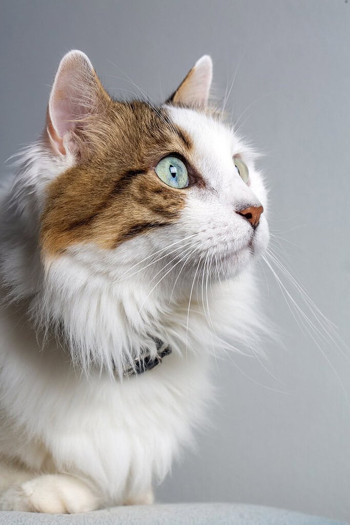 Long-haired white-and-brown tabby cat in a dark collar looking up to the right against a plain grey background.
