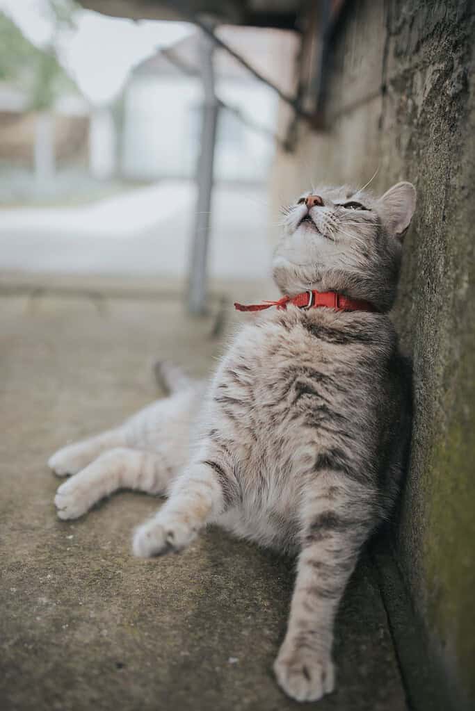 Grey tabby cat in a red collar sitting on concrete leaning back against a wall with its belly exposed, looking up.