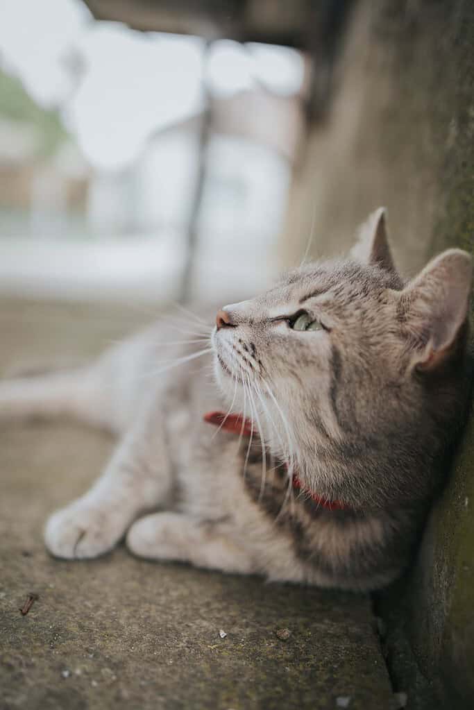 Grey tabby cat in a red collar lying on a concrete step against a wall, looking up to the left, with a blurred street behind.
