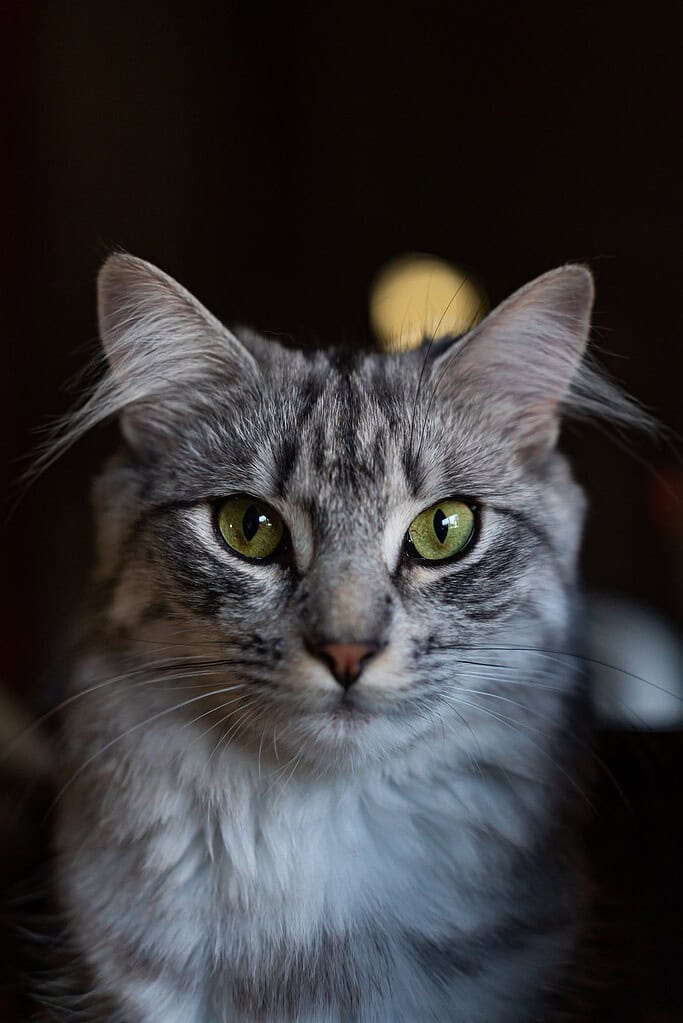 Long-haired grey tabby cat with green eyes facing the camera against a dark background.