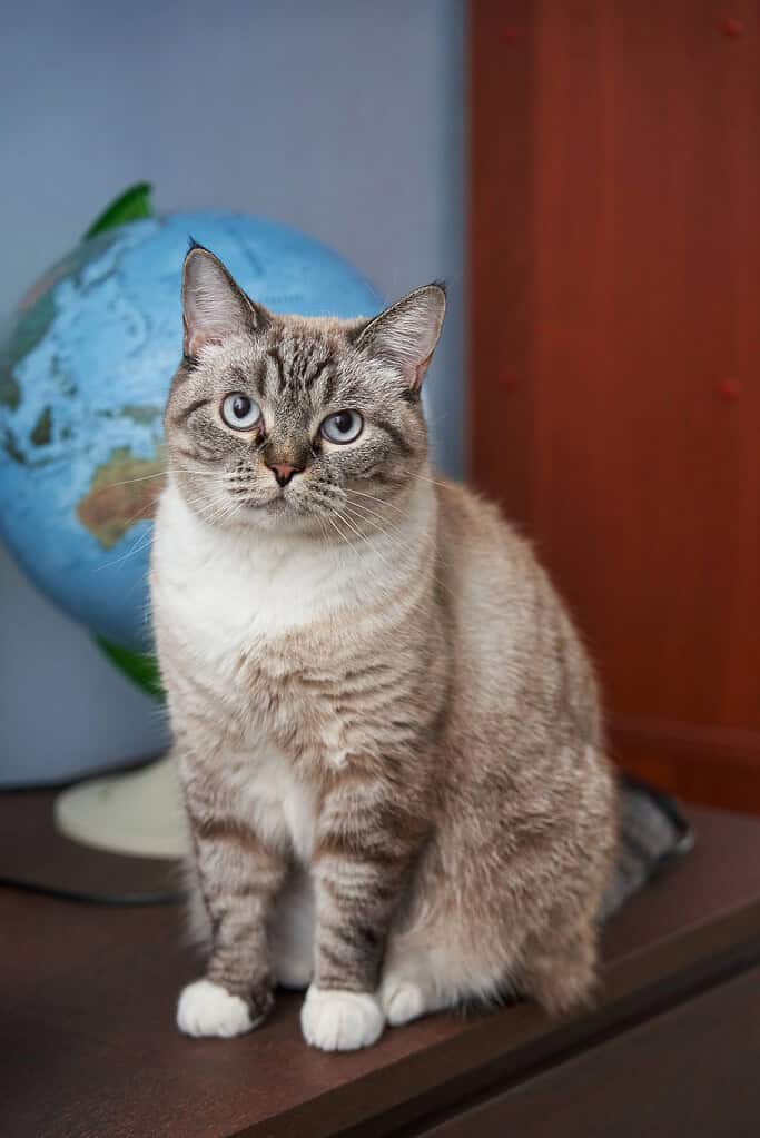 Adorable tabby cat sitting on table with globe in background.