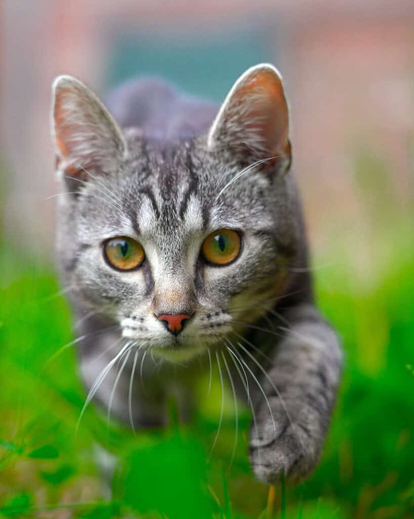 Close-up of gray tabby cat with yellow eyes in a grassy area.