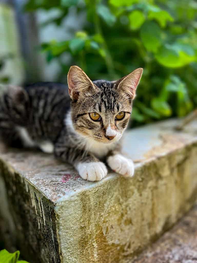 Young brown tabby cat with white paws lying on a weathered stone ledge in front of green plants, looking at the camera.