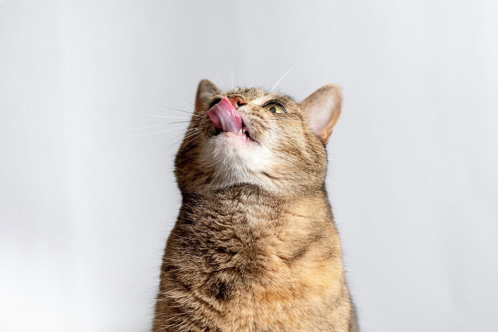 Tabby cat licking its lips while looking up, against a plain white background