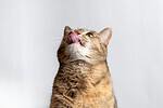 Tabby cat licking its lips while looking up, against a plain white background