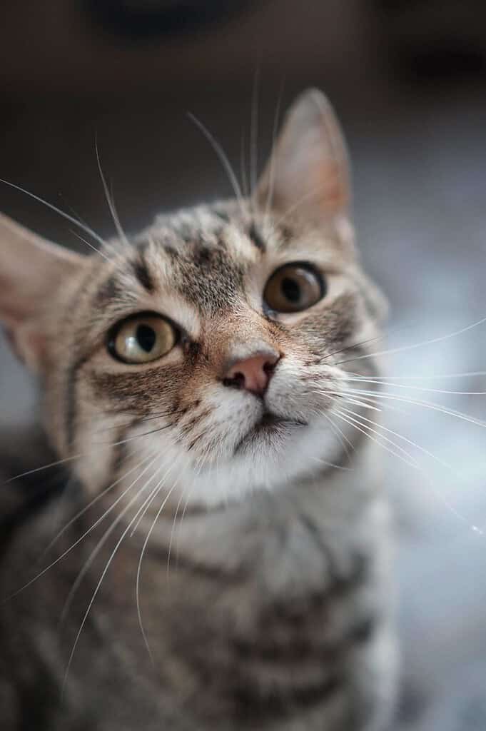 Brown tabby cat looking up at the camera in close-up with a blurred grey indoor background.