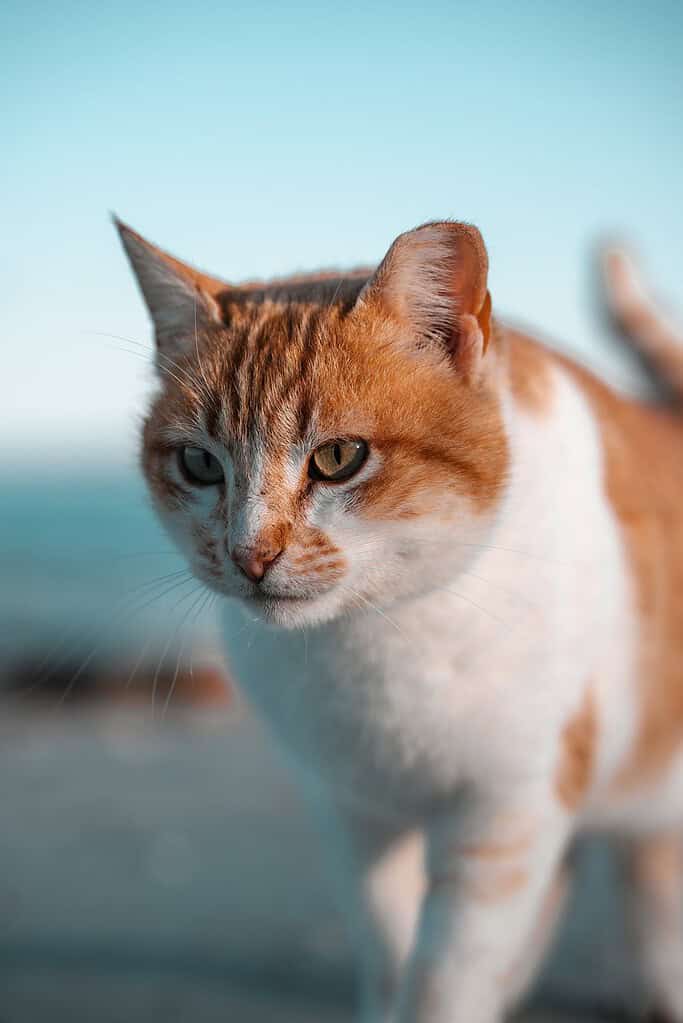 Portrait of a ginger and white cat with green eyes and a focused expression.
