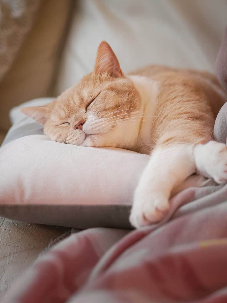 Orange tabby cat peacefully sleeping on a soft cushion.