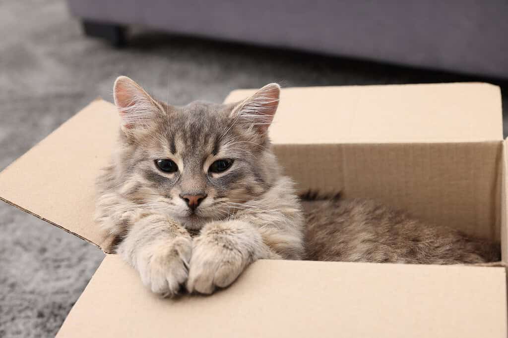 Fluffy tabby cat resting its paws on the edge of an open cardboard box on a rug