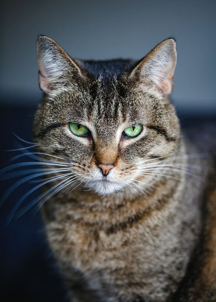 Brown tabby cat with green eyes facing camera, head and chest view against a dark blue-grey background.