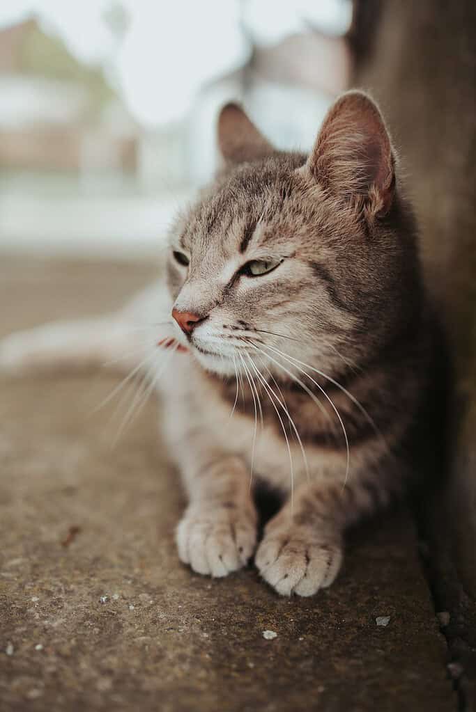 Grey tabby cat lying on a concrete ledge beside a wall with paws forward, looking to the left, blurred street behind.