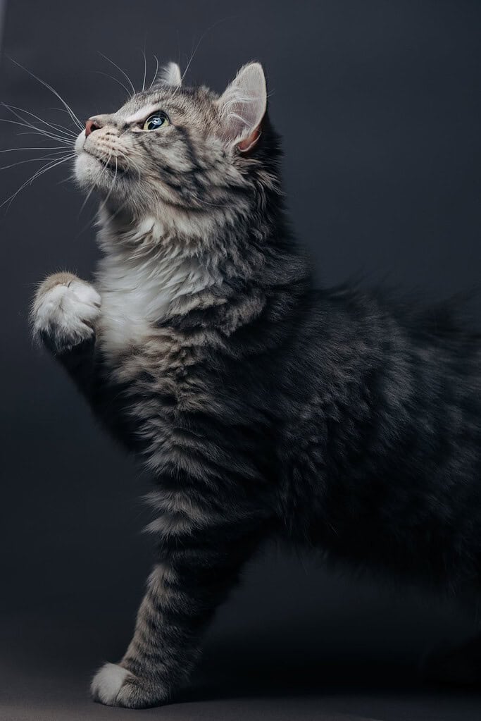Long-haired grey tabby cat in profile facing left looking up with one front paw raised.