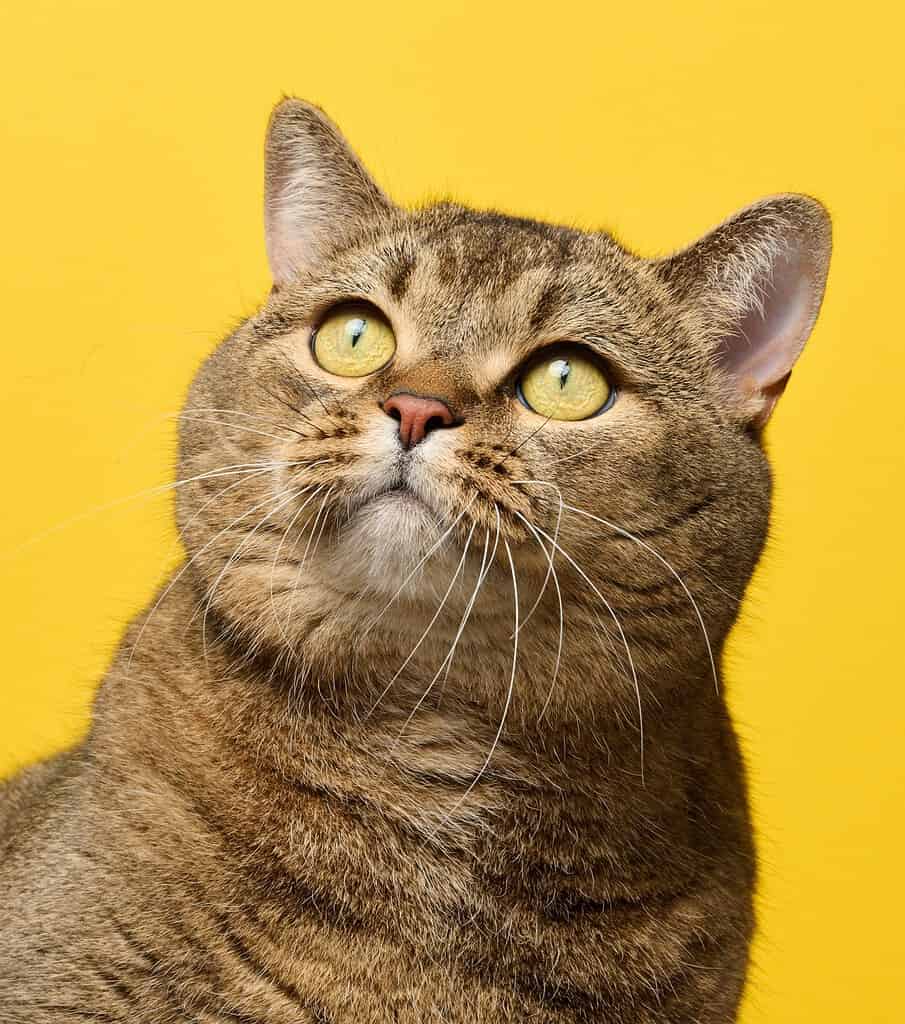 Brown tabby cat with yellow eyes looking upward against a plain yellow studio background.