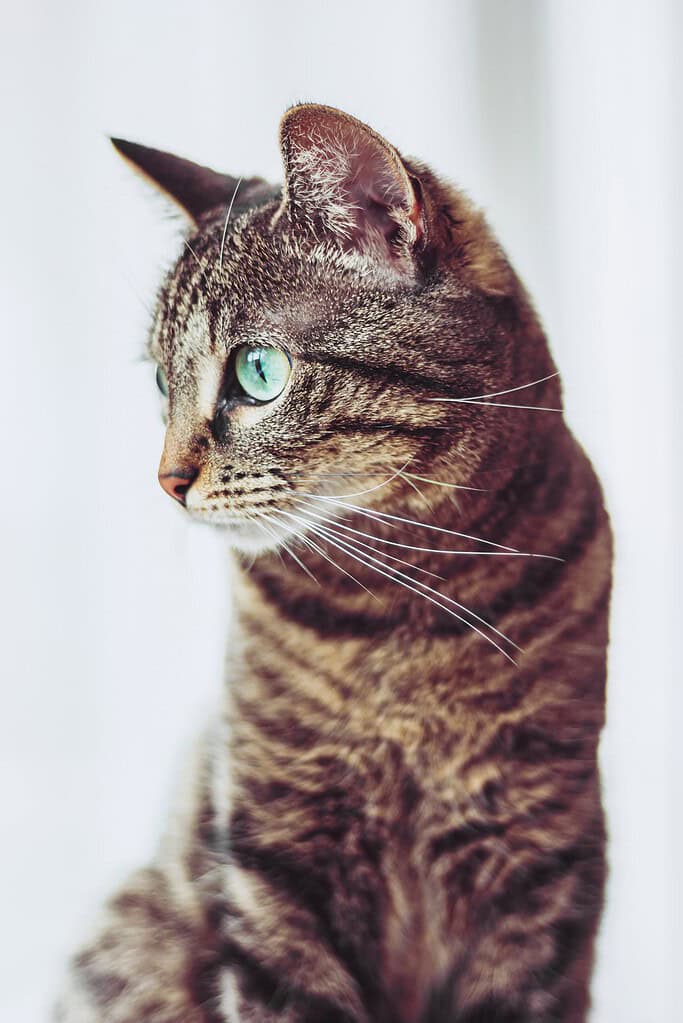 Brown tabby cat with green eyes in profile facing left against a bright white background.