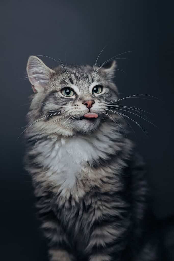 Adorable tabby cat with tongue sticking out against dark background.