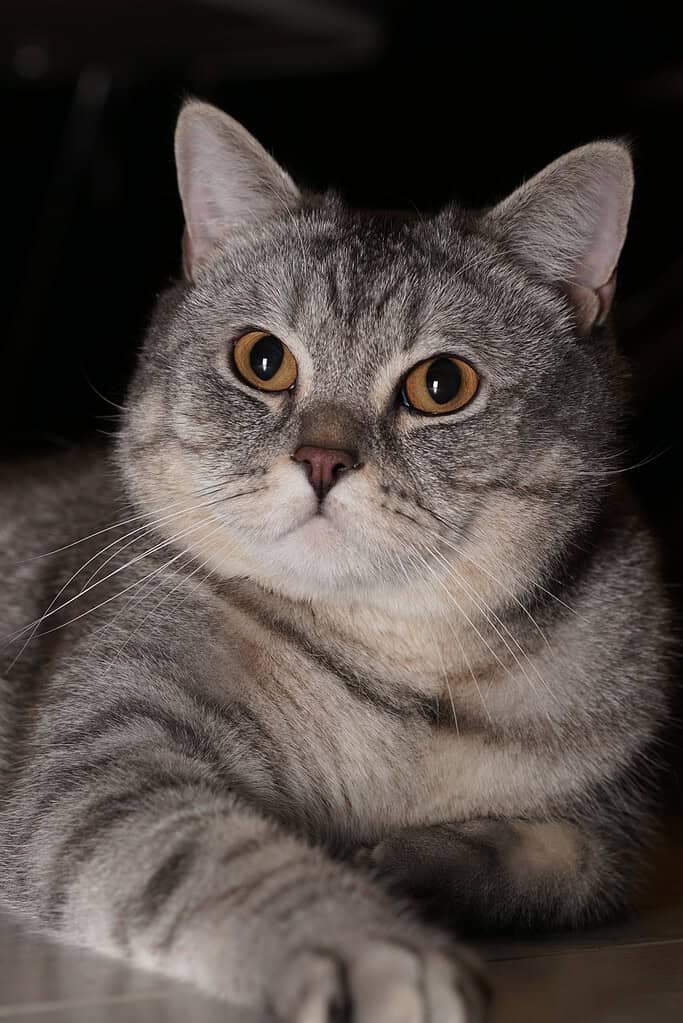 Grey striped tabby cat with orange eyes lying facing the camera against a black background.