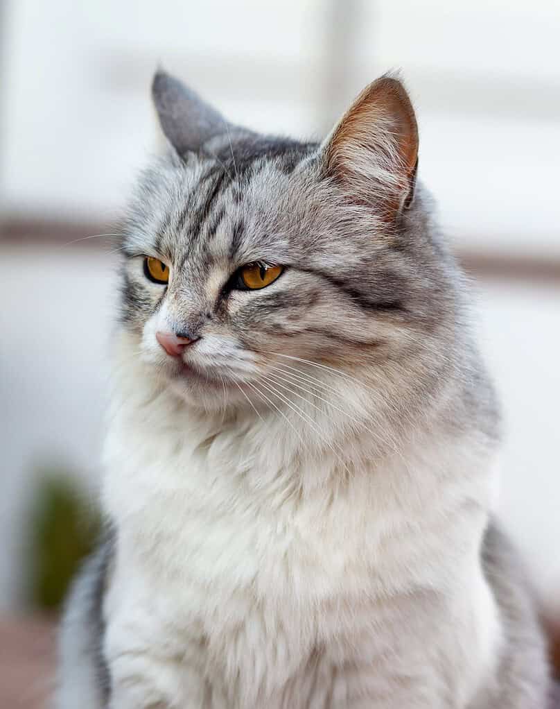 Close-up of a gray and white cat with amber eyes looking to the side.