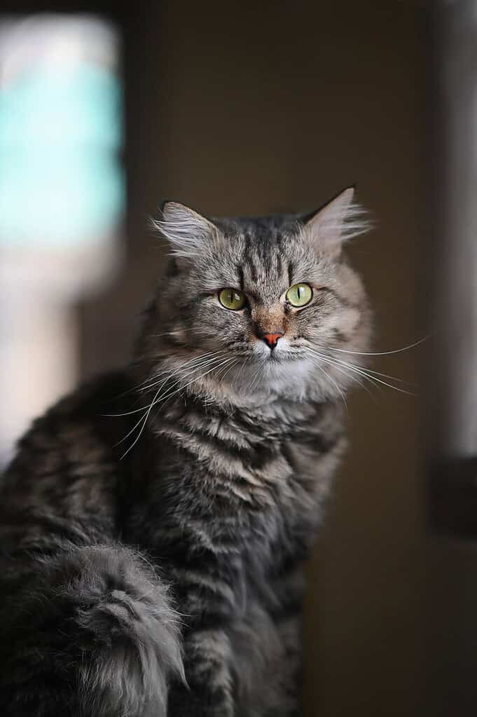 Long-haired brown tabby cat with green eyes sitting and looking at camera, dark blurred indoor background with a window.