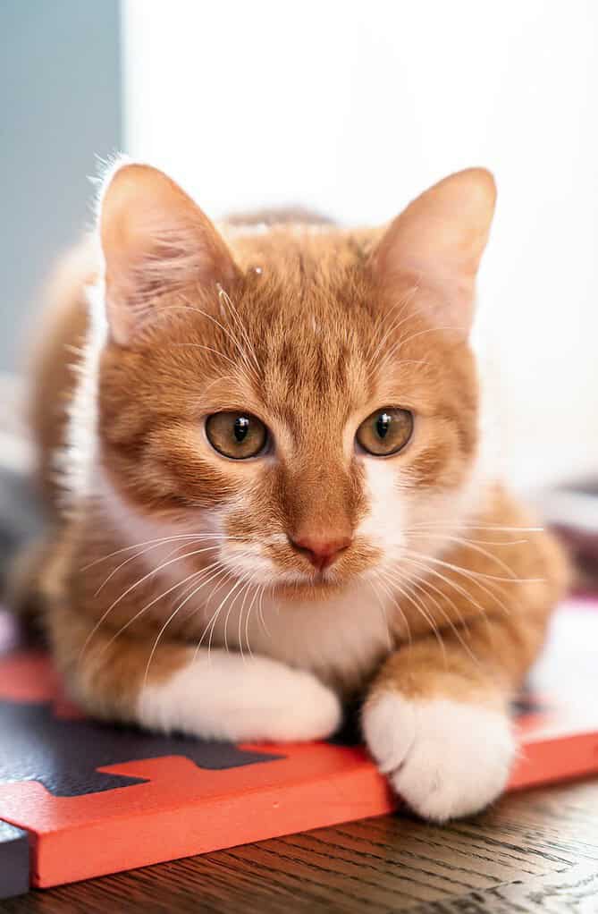 Adorable orange tabby cat lying on a book with a calm expression.