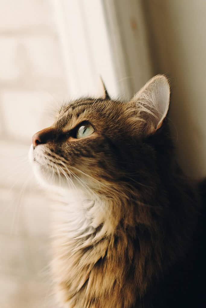 Long-haired brown tabby cat in profile looking up at a bright window, with a white brick wall behind.