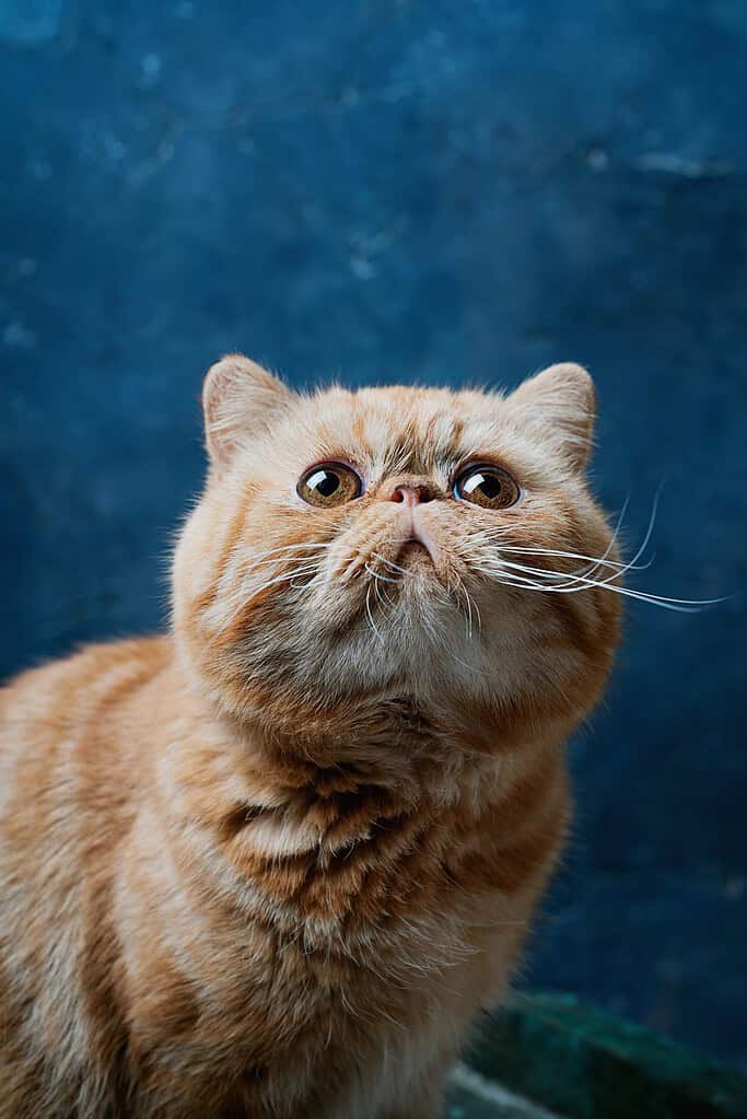 Orange tabby flat-faced Exotic shorthair-type cat looking upward against a dark blue textured wall.