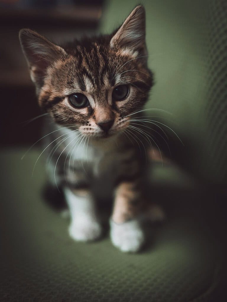 Close-up of a cute tabby kitten with blue eyes on a green background.