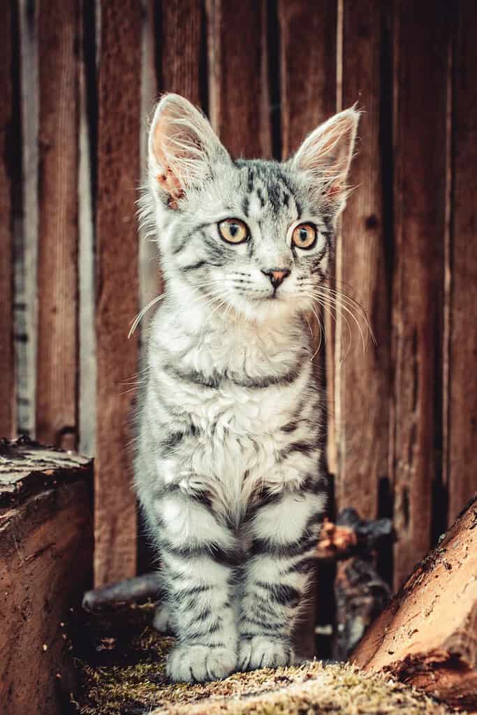 Adorable gray tabby kitten with yellow eyes sitting outdoors.