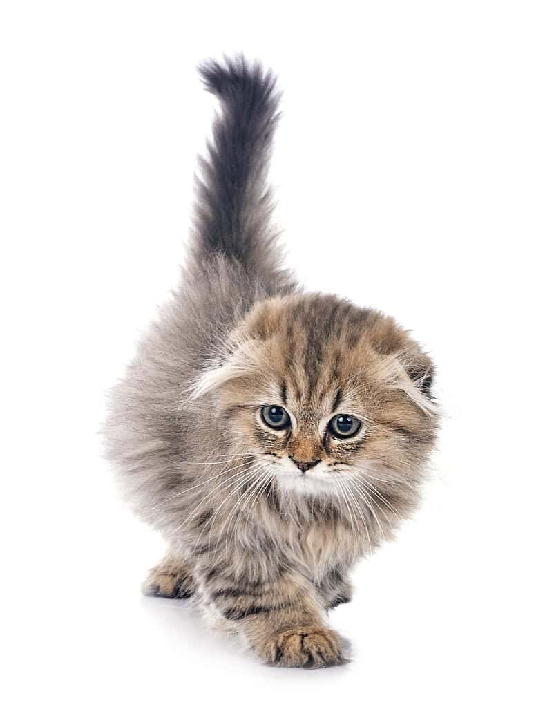 Adorable fluffy kitten with blue eyes walking towards the camera.