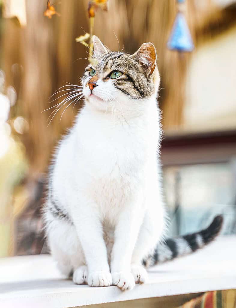 Adorable tabby and white cat sitting on a ledge outdoors.