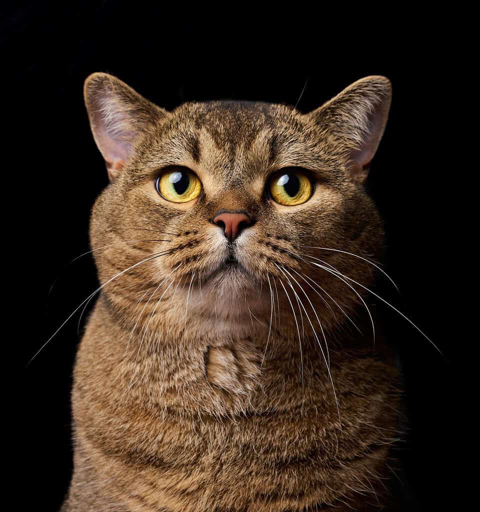 Brown tabby Scottish Straight cat with yellow eyes facing camera, head and chest view against a black studio background.