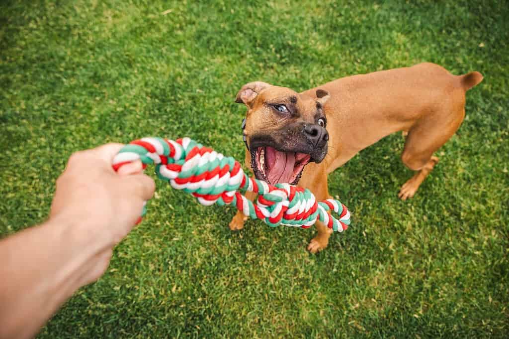 A tan dog playing tug-of-war with a red, white and green rope toy held by a person's hand on a lawn