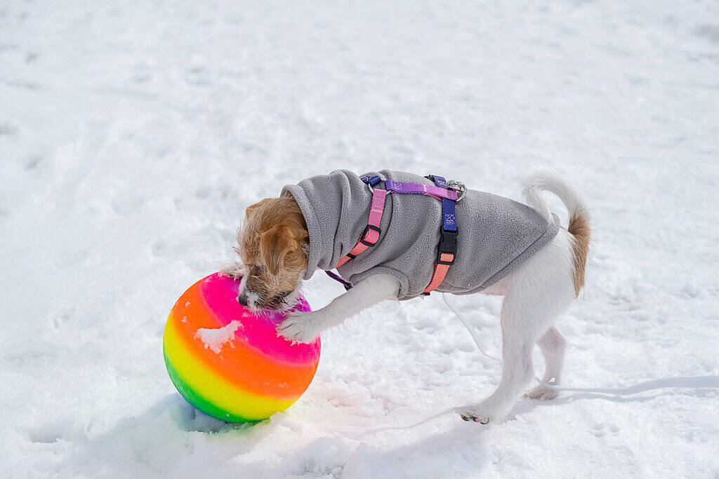 Small terrier in a grey fleece coat playing with a ball in the snow