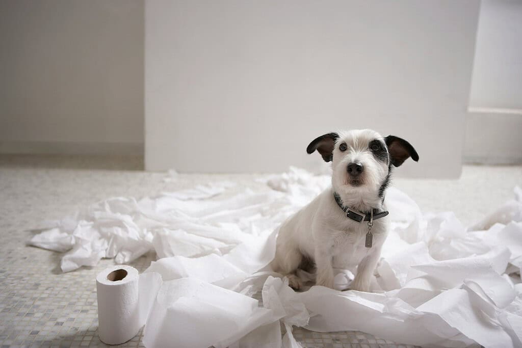 White terrier with black ears and a collar tag sitting in shredded toilet paper beside a roll on a tiled floor