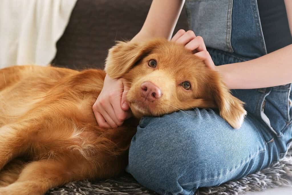 Content Nova Scotia duck tolling retriever resting its head on its owner's lap while being petted