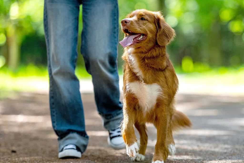 Toller retriever trotting beside its owner's legs on a loose leash along a tree-lined path
