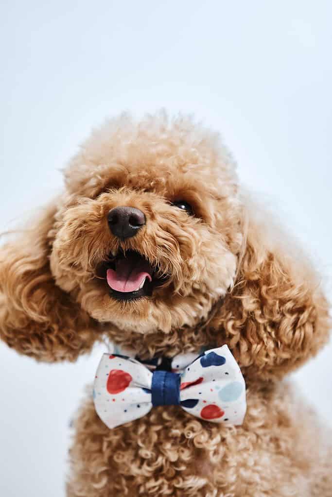 Apricot toy poodle wearing a white bow tie with red and blue spots facing the camera with mouth open.
