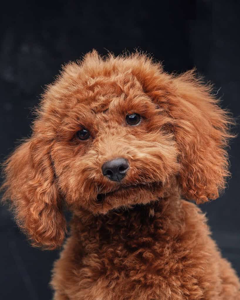Adorable brown poodle puppy with curly fur and expressive eyes.