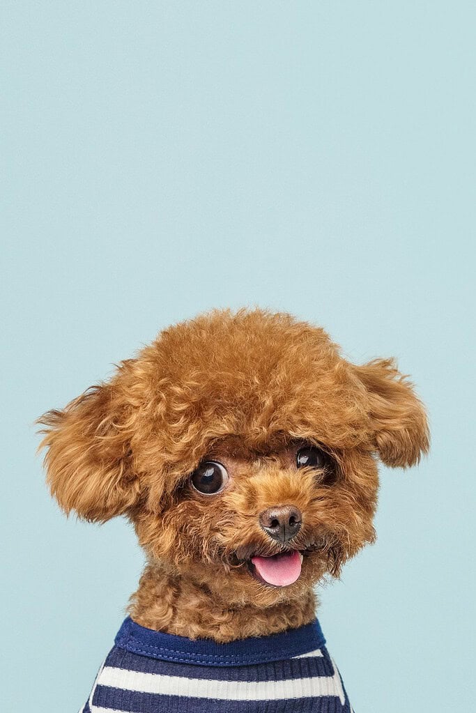 Red Toy Poodle wearing a navy and white striped shirt facing camera with tongue out against a pale blue studio background.