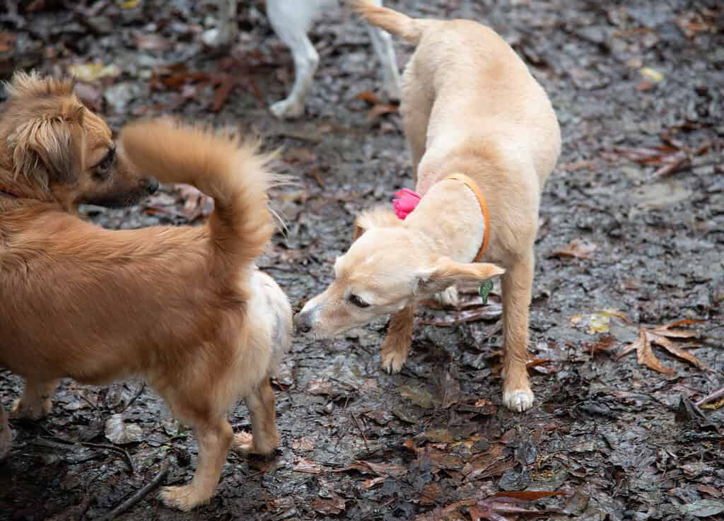 Two dogs nosing around a muddy path strewn with fallen leaves on an autumn walk
