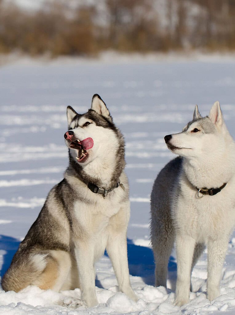 Two Siberian huskies sitting in deep snow on a sunny winter day
