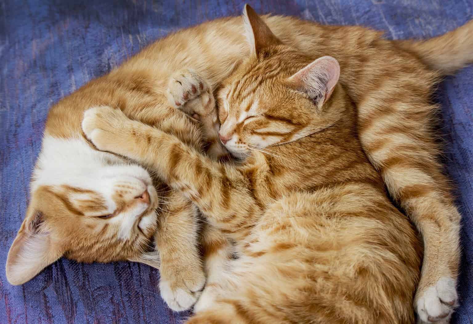 Two orange tabby cats curled up asleep together on a blue blanket, keeping each other warm