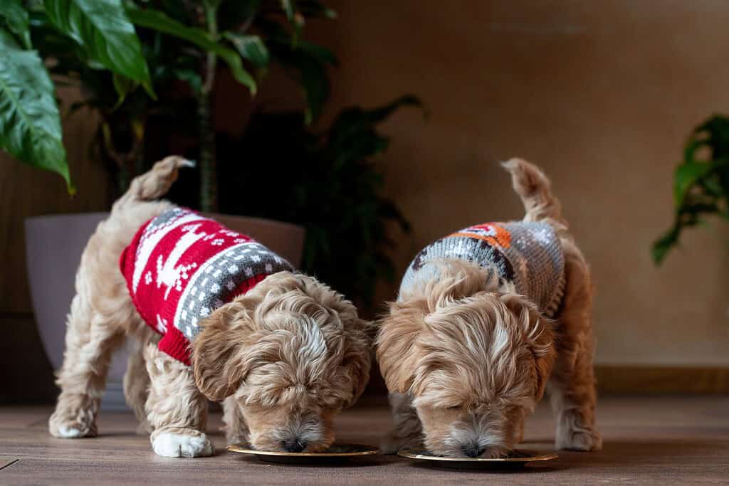 Two doodle puppies in holiday sweaters eating from small plates