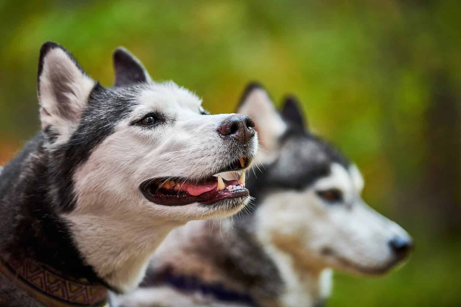 Two Siberian huskies side by side in profile, a breed known for howling