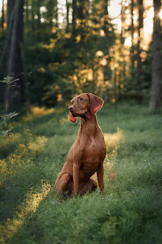 Vizsla sitting in long grass in a sunlit forest, head turned to the left, with tree trunks and backlit foliage behind.