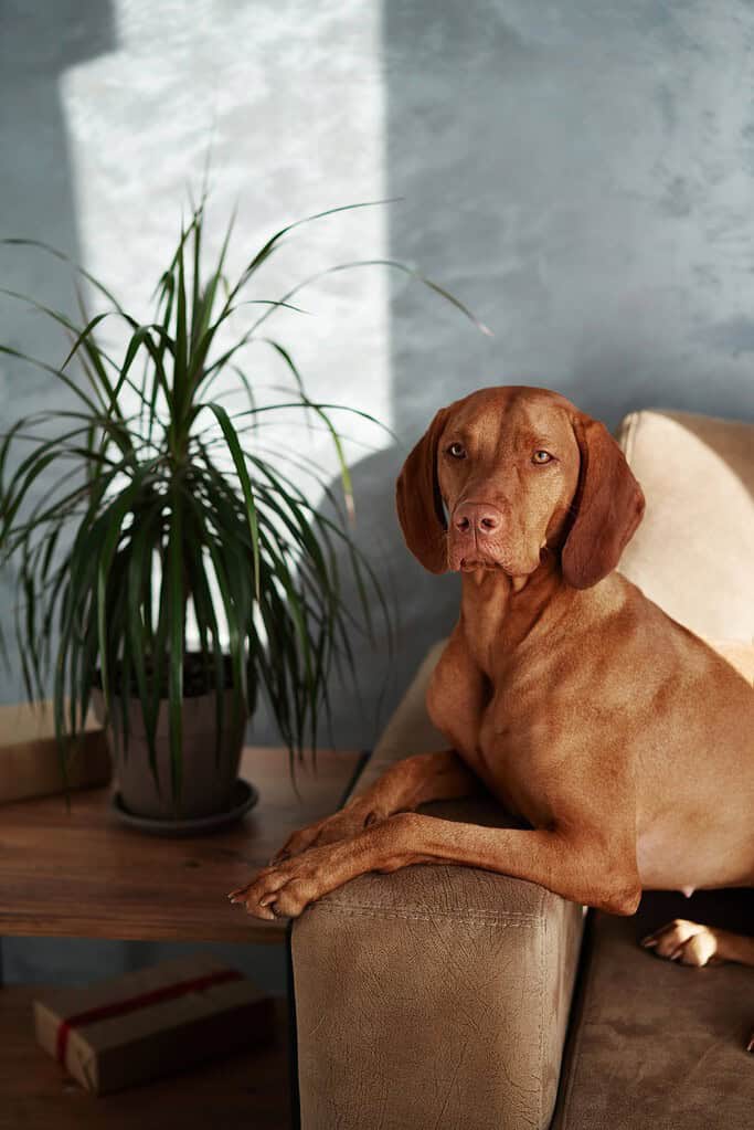 Dog sitting on couch next to houseplant in living room.