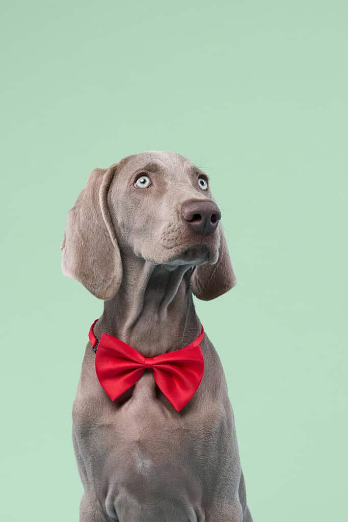 Grey Weimaraner puppy wearing a red bow tie looking up against a plain mint green studio background.