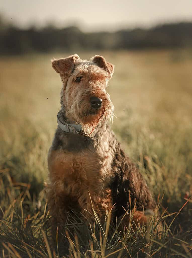 Black and tan Welsh Terrier in a light collar sitting in a dry grass field looking at camera, treeline blurred behind.