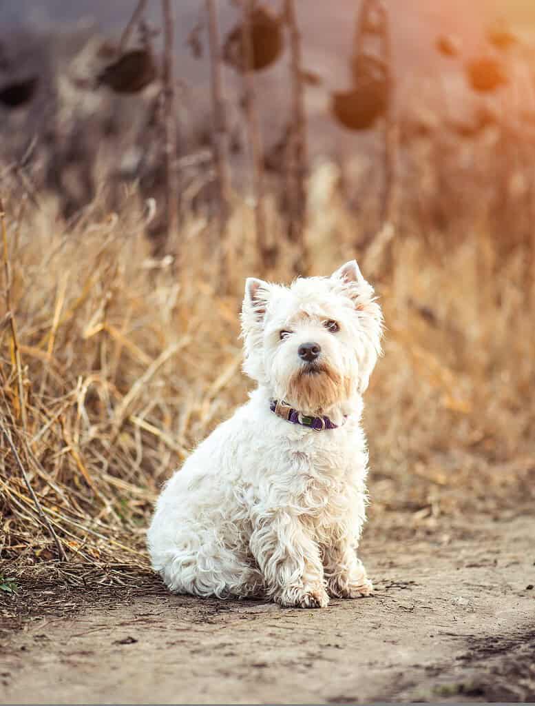 Adorable West Highland White Terrier sitting outdoors on a dirt path.